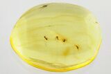 Detailed Fossil True Midge Swarm (Chironomidae) In Baltic Amber #330713-1
